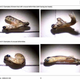 Illustration for article titled Two-Headed Mutant Trout Are Not Enough to Stop Selenium Pollution